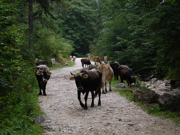 Sat Magura, o zona virgina