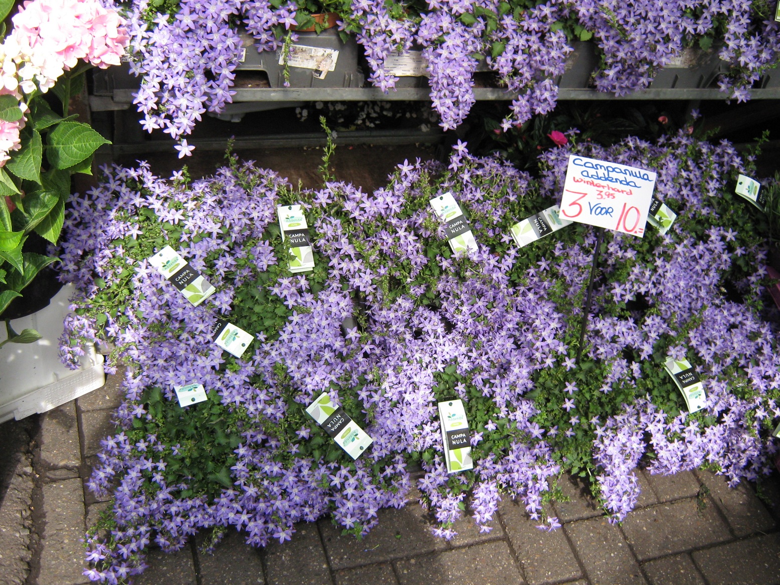 Simfonia  florilor-Piata plutitoare de flori Amsterdam