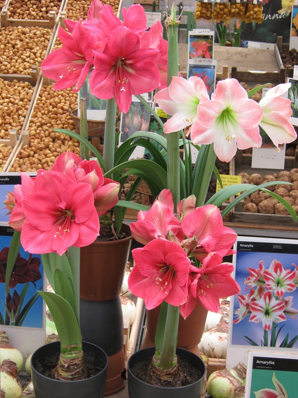 Simfonia  florilor-Piata plutitoare de flori Amsterdam