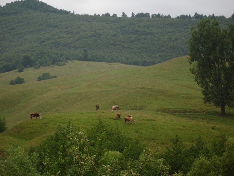 Maramu si nu numai