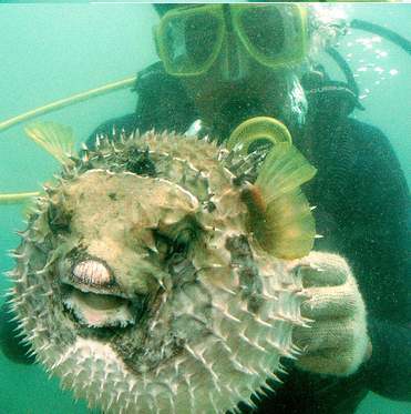 Pestele Fugu