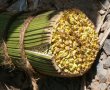 Ceai srilankez cu zahar de cocotier("coconut sugar")-24