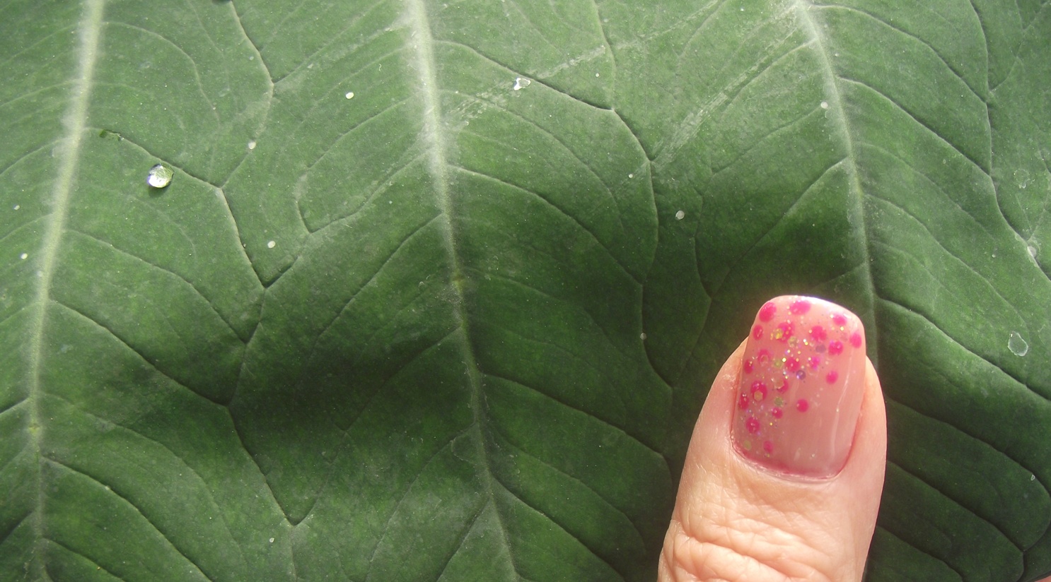 Bucătăraş hai –hui – Grădina Botanică „Vasile Fati” Jibou