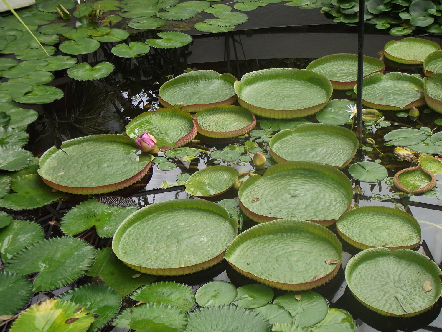 Bucătăraş hai –hui – Grădina Botanică „Vasile Fati” Jibou