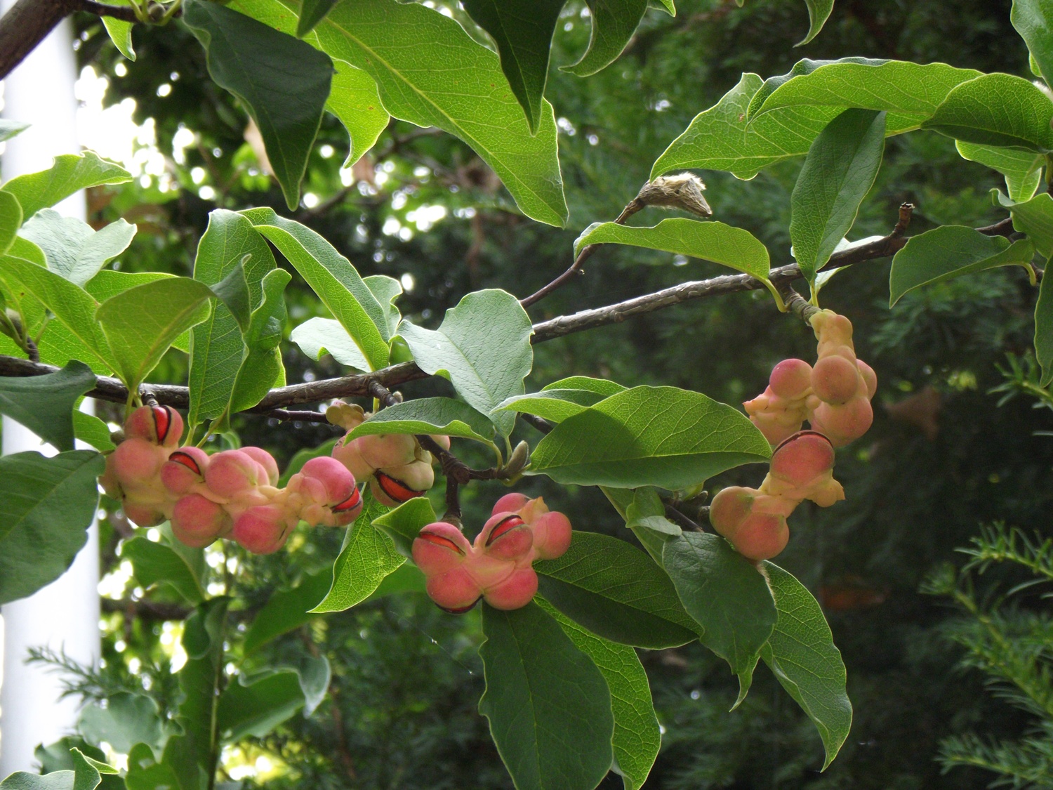 Bucătăraş hai –hui – Grădina Botanică „Vasile Fati” Jibou