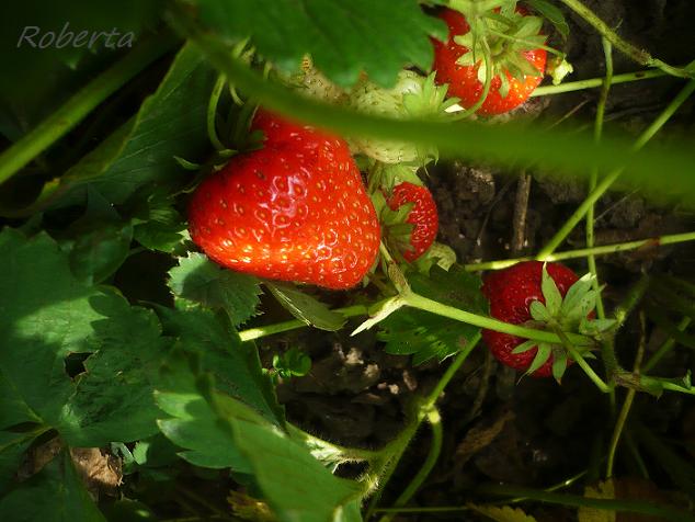 Dulceata de capsuni reteta cu vanilie