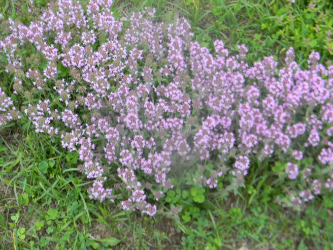 Ciorba de conopida cu carnati si smantana